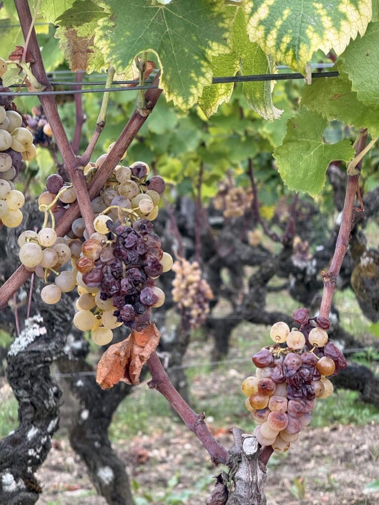 Sauternes Wine