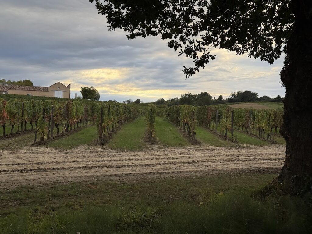 Vines surround Chateau du Palanquey & Spa