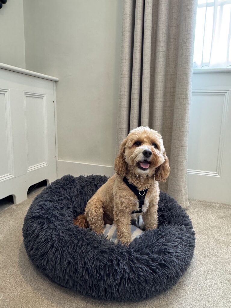 Dog sitting in bed at The Feathers Hotel Woodstock