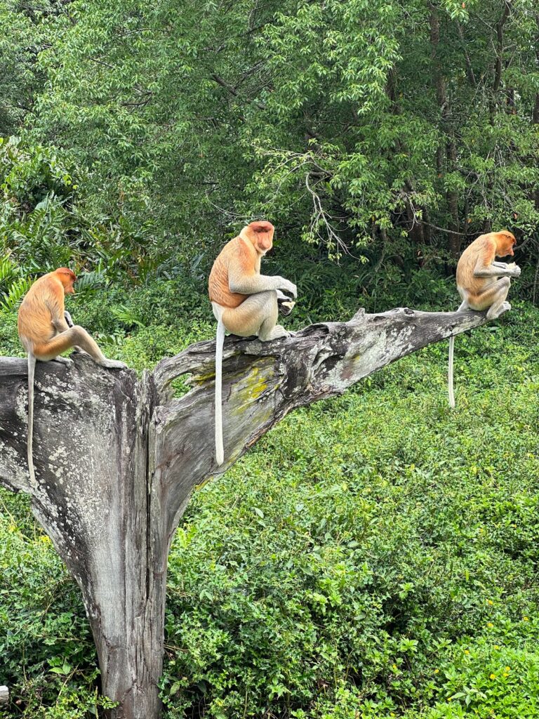 Proboscis monkeys resting on a feeding platform