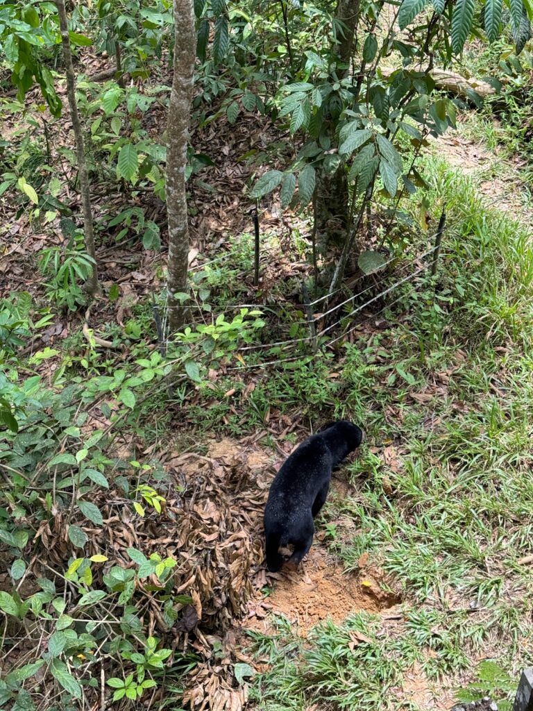 Sun bear foraging in a forest enclosure