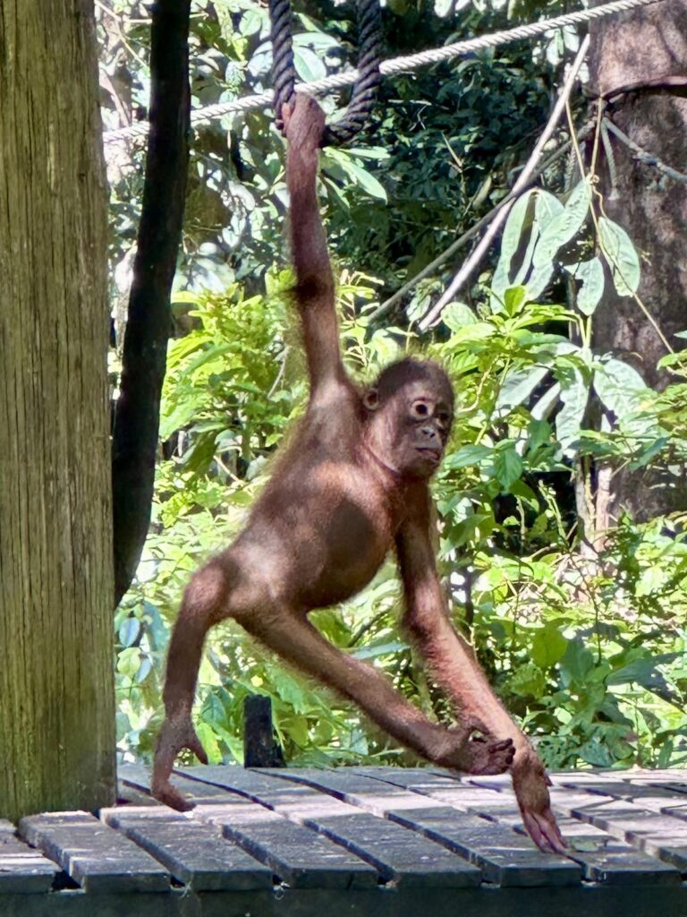 Young orangutan climbing beside a forest boardwalk