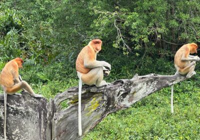 Monkey