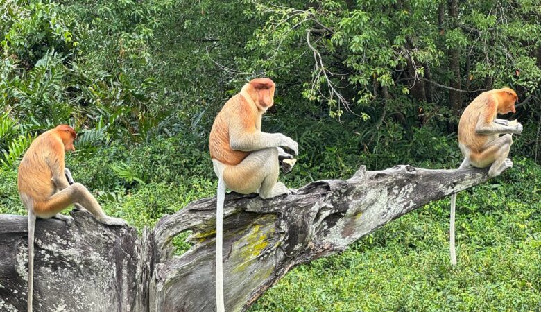 Monkey