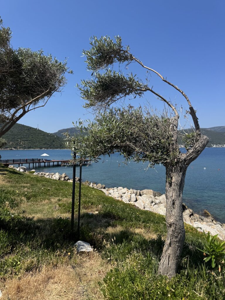 Ancient olive tree overlooking Susona Bodrum's private beach and pier
